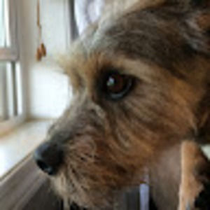 Meet your Posher, Annie